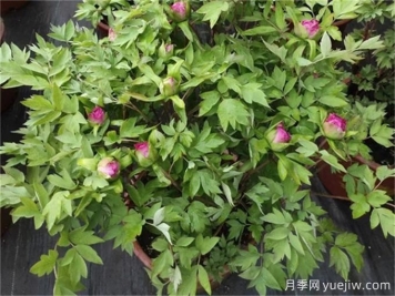 牡丹花花期施什么肥？