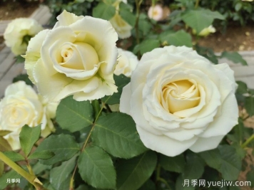 月季種植幾年后花少怎么辦？