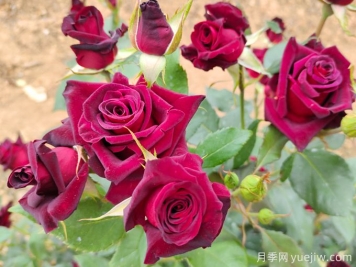 自己做澆花營(yíng)養(yǎng)水，月季蹭蹭冒花苞