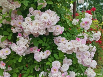 紫薇與薔薇有什么不同？