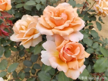 月季喜歡什么土壤？十種土壤助力月季苗成長