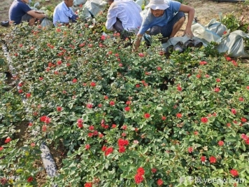 月季栽培用那種土好？土壤怎么配比改良？