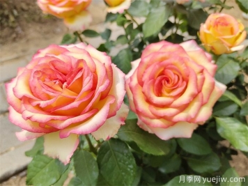 栽種月季花用什么土壤比較好？