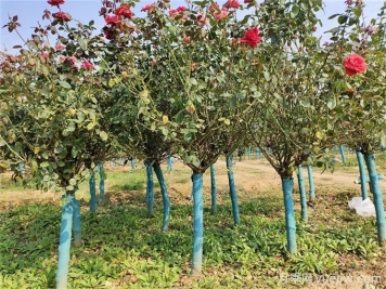 十堰7萬余株月季控花期綻放，迎世界武當(dāng)太極大會