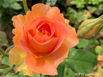 推薦10款變色月季品種，顏色多變，好看又好養(yǎng)