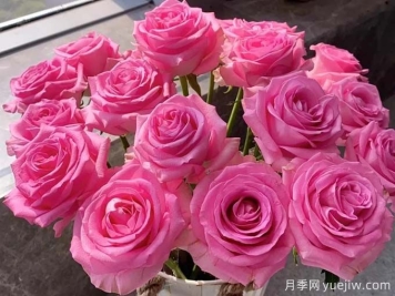 蘇醒玫瑰無(wú)與倫比的魅力，有何優(yōu)點(diǎn)？