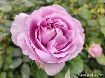 月季花變形的幕后黑手，16個原因