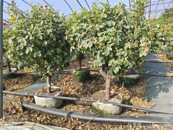 全國月季11月花事，南賞花北過冬