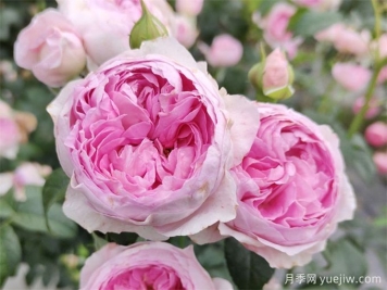 月季花前、花期、花后的施肥辦法