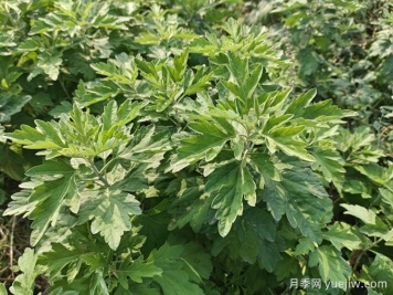 南陽臥龍區(qū)：月季和艾草，一花一草培育出百億大產(chǎn)業(yè)