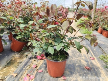 花盆越大越好？為什么地栽的植物長得好？