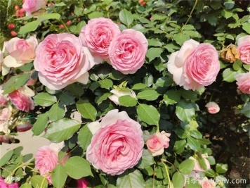 爬藤月季受寵，打造庭院浪漫花墻