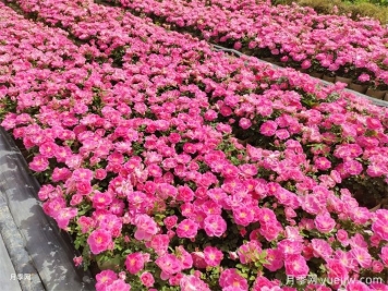 600種園林植物配置大全，分類(lèi)特征匯集