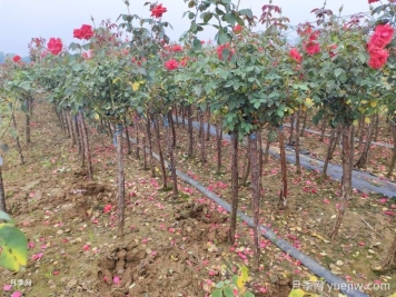 冬季買回的樹狀月季如何儲存？