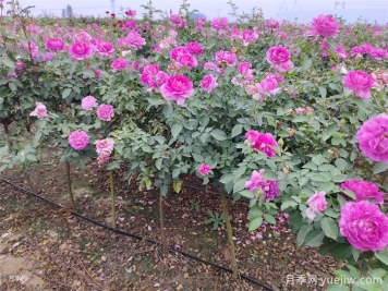月季用什么土壤種植最好？