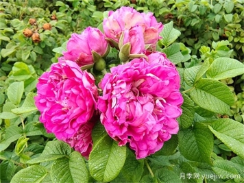 如何快速識(shí)別玫瑰、薔薇與月季