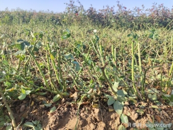 月季裸根苗種植時間？盆栽和地栽種植方法