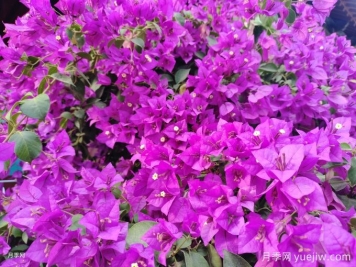 三角梅爆花的養(yǎng)護管理技術(shù)