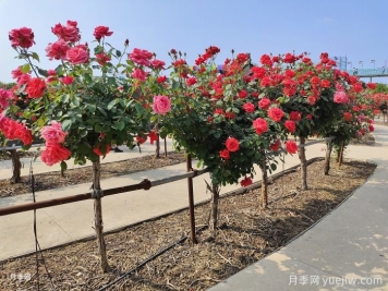 什么是綠化養(yǎng)護的精細化管理？
