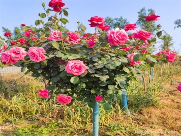 月季樹，花中皇后的綠色奇跡