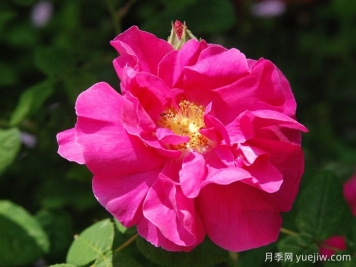 法國(guó)薔薇月季/高盧紅/藥劑師玫瑰