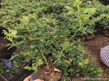 冬季植物怎樣養(yǎng)護？