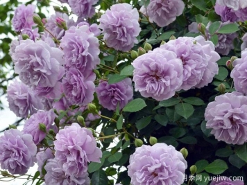 藍(lán)色陰雨月季，花色獨(dú)特勤花多頭