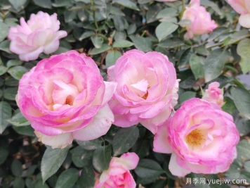薔薇、玫瑰與月季：你真的能分清它們嗎？
