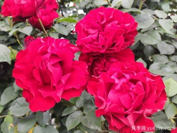 八首月季花詩(shī)詞分享，月季只應(yīng)天上物，四時(shí)榮謝色常同