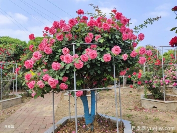 月季界的新寵，樹狀月季養(yǎng)護注意事項