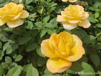 月季花骨朵垂下來什么原因？