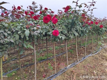 夏季盆栽月季養(yǎng)護要訣