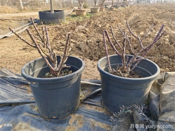 長勢不良的盆栽月季，冬剪之后開花效果超好