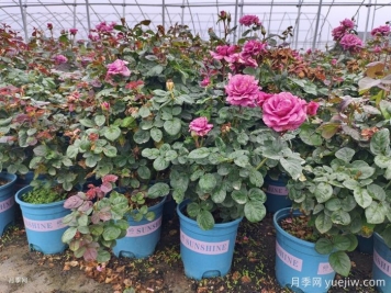 盆栽月季安全度夏的3個(gè)對策