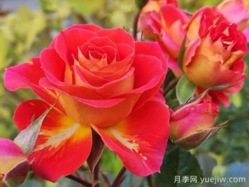 雙魚座陽(yáng)臺(tái)月季/雙魚座月季