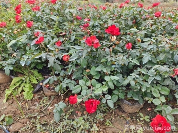 連續(xù)雨天如何給盆栽月季施肥？