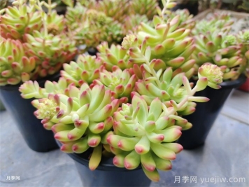 冬季多肉植物該如何養(yǎng)護管理？