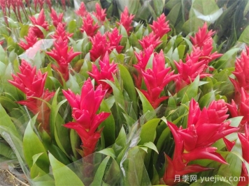鴻運當頭的養(yǎng)護技巧