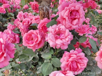 月季花開艷滿城，淮安匠心打響市花月季品牌