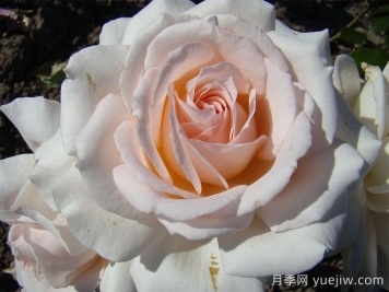 尚多斯美人月季的優(yōu)點(diǎn)和缺點(diǎn)
