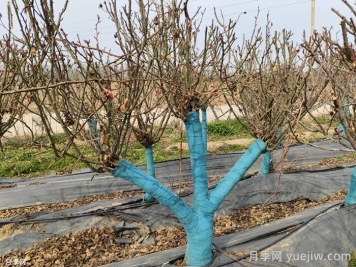 冬季為什么不建議園林施工？有哪些品種可以種植？