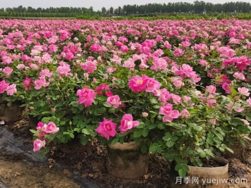 如何實現(xiàn)園林綠化養(yǎng)護行業(yè)降本增效？