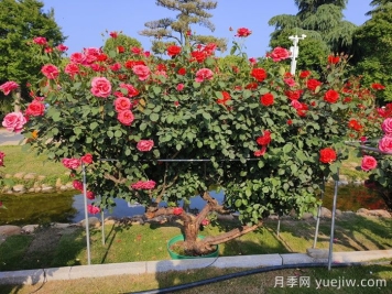 什么是古樹名木？