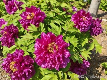 哪些因素會(huì)影響牡丹的開(kāi)花時(shí)間？