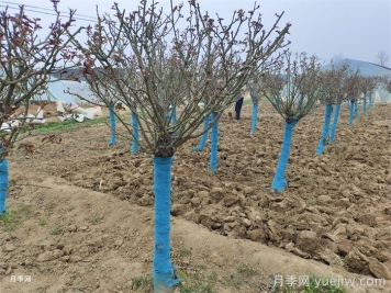 園林植物整形修剪的時(shí)期、實(shí)操步驟和技法運(yùn)用