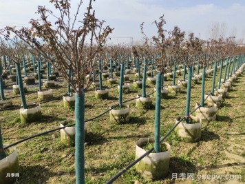 冬天月季發(fā)芽了怎么辦？