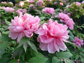 牡丹的九大分類(lèi)及其特點(diǎn)