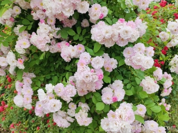 薔薇有什么作用，和月季有什么區(qū)別？