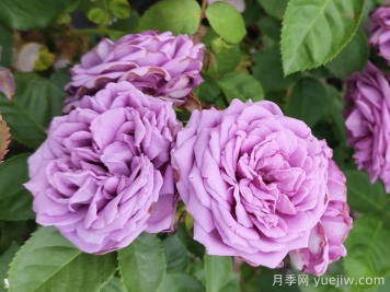 春天如何選購好花卉？選購春季花卉技巧有哪些？