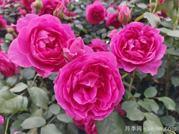 6種復(fù)花能力強(qiáng)的藤本月季，爬藤開花機(jī)器